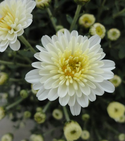 Belgian Mums® Staviski White